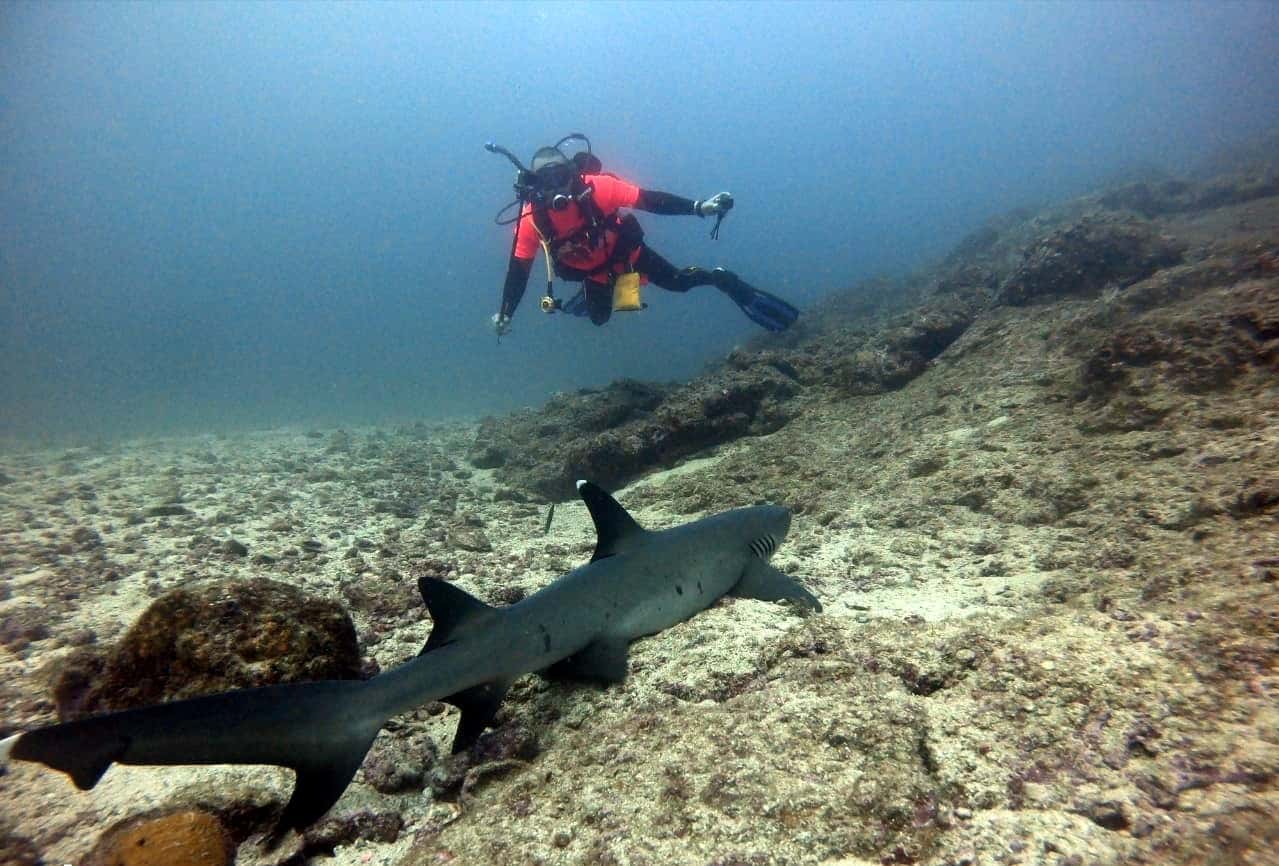 Expedicion Coiba — photo 2