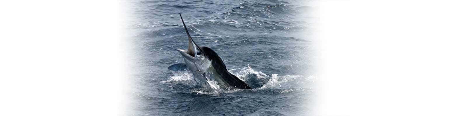 AquaMan Sportfishing — photo 2