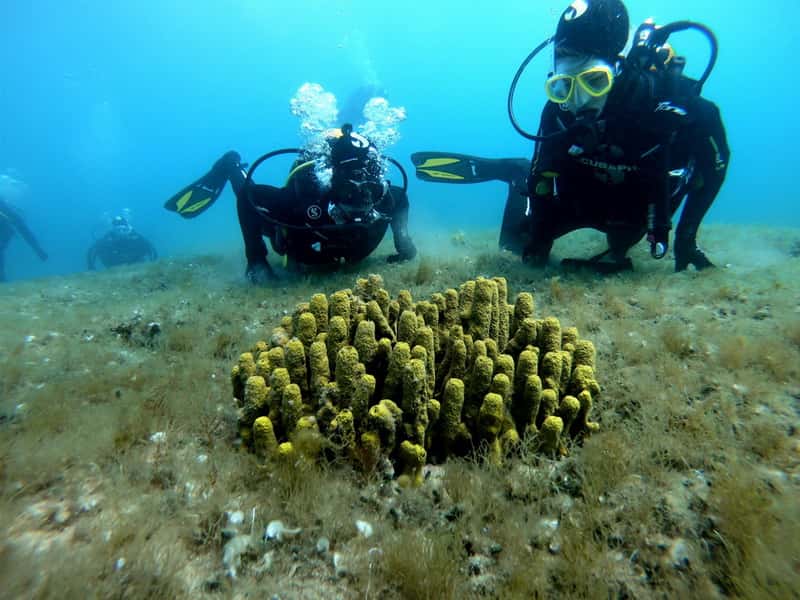 Go Scuba Diving Athens
