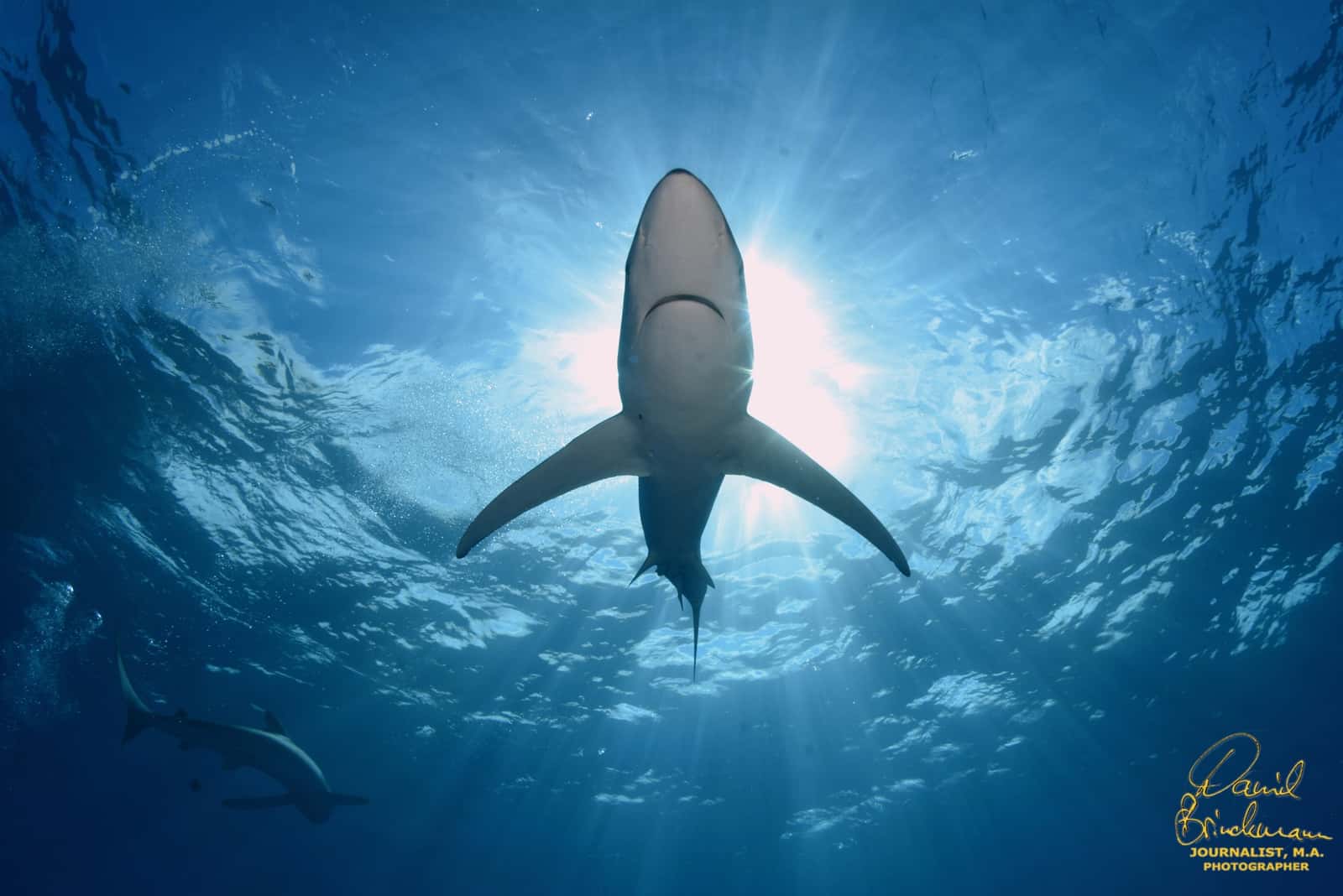 Go Shark