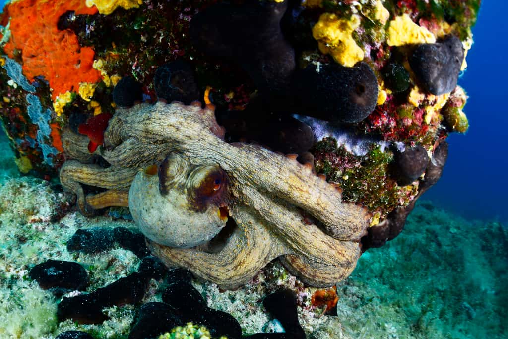 Hvar Divers