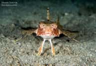 Hvar Divers — photo 3