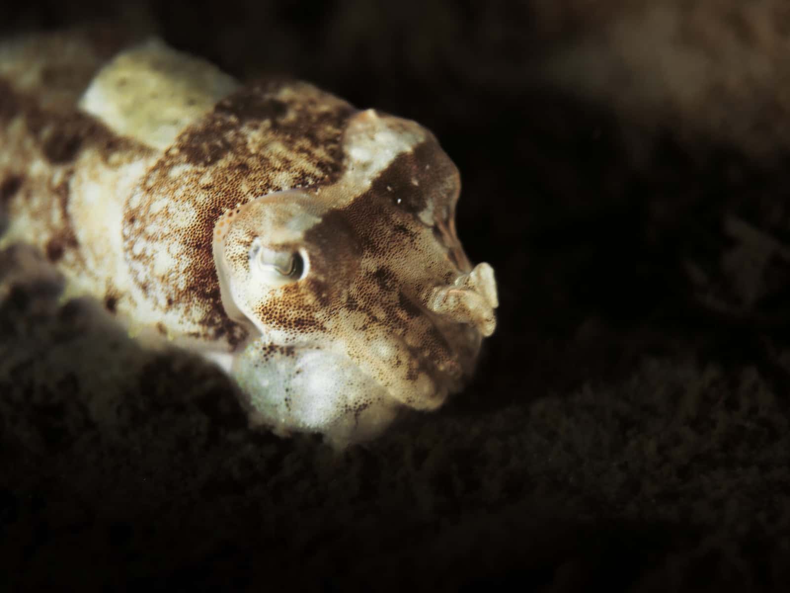 Imperator Diving — photo 4