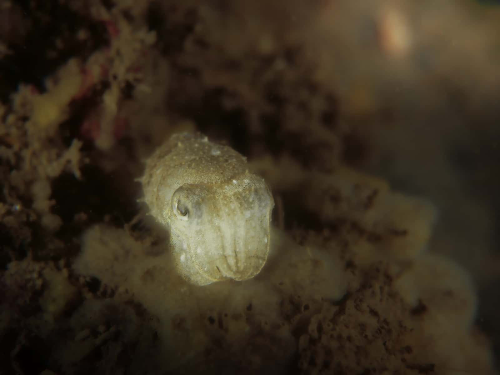 Imperator Diving