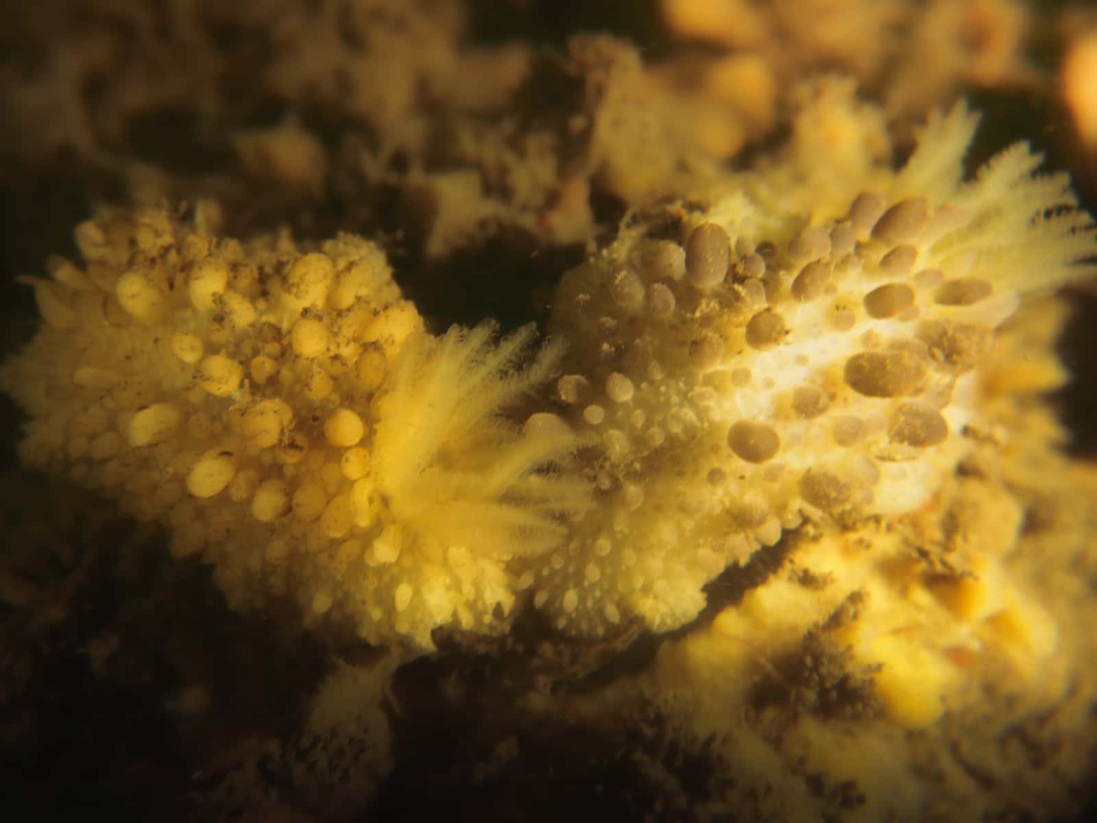 Imperator Diving — photo 3