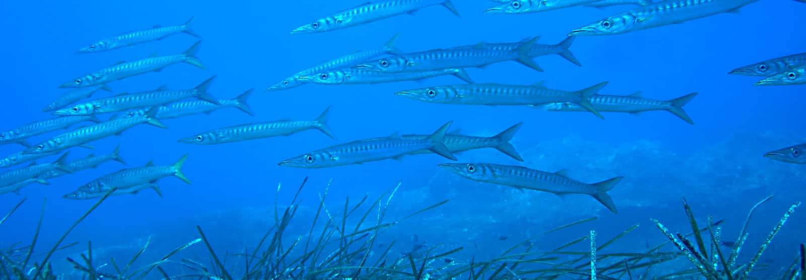 Diving Center Lipari — photo 4