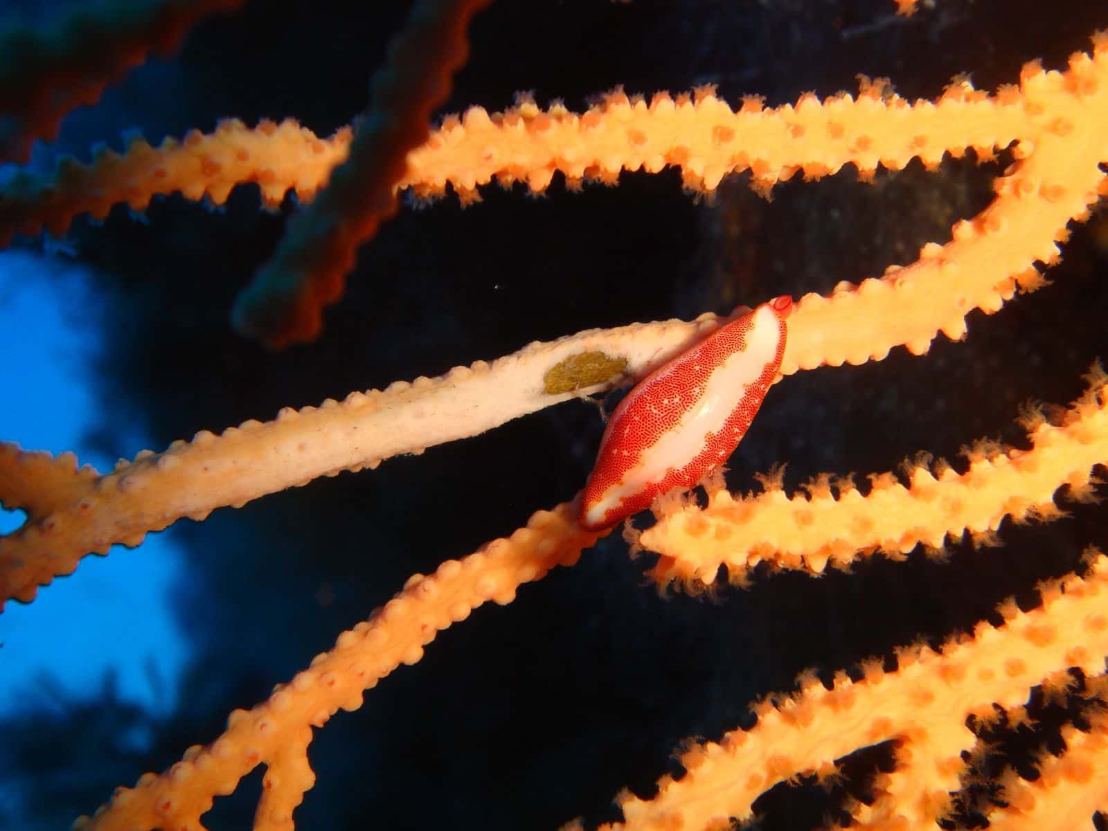 Lustrica Diving — photo 2