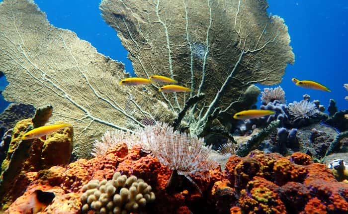 Manao Dive — photo 2