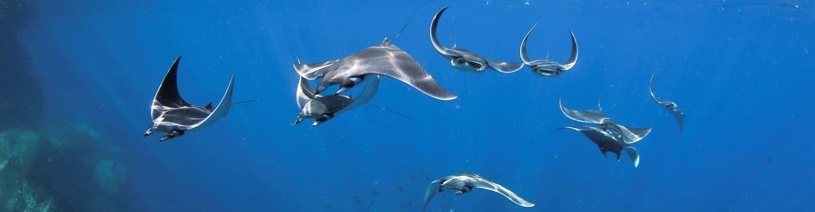 Manta Scuba