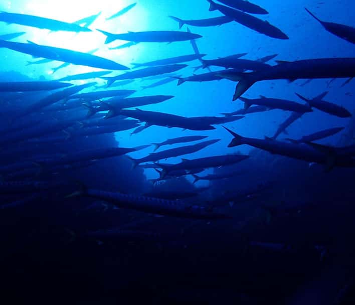 Merak Diving — photo 3