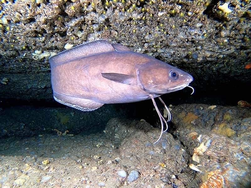 Merak Diving — photo 4