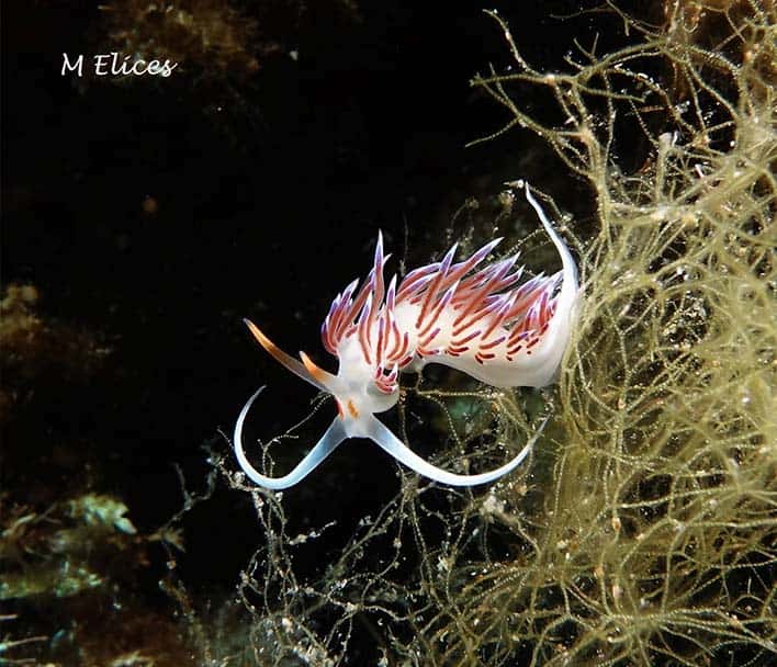 Merak Diving — photo 2