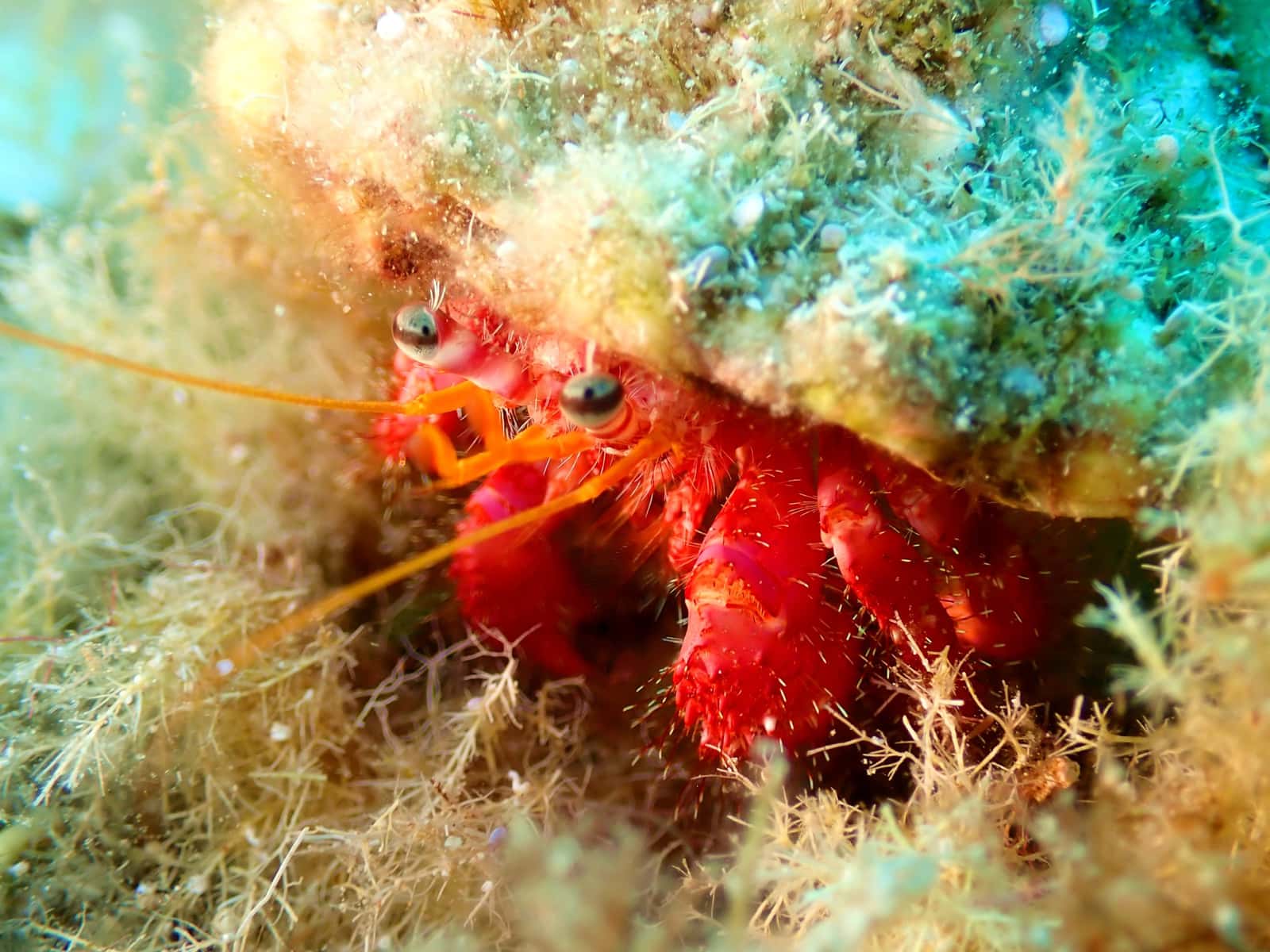Norway Dive Mallorca — photo 3