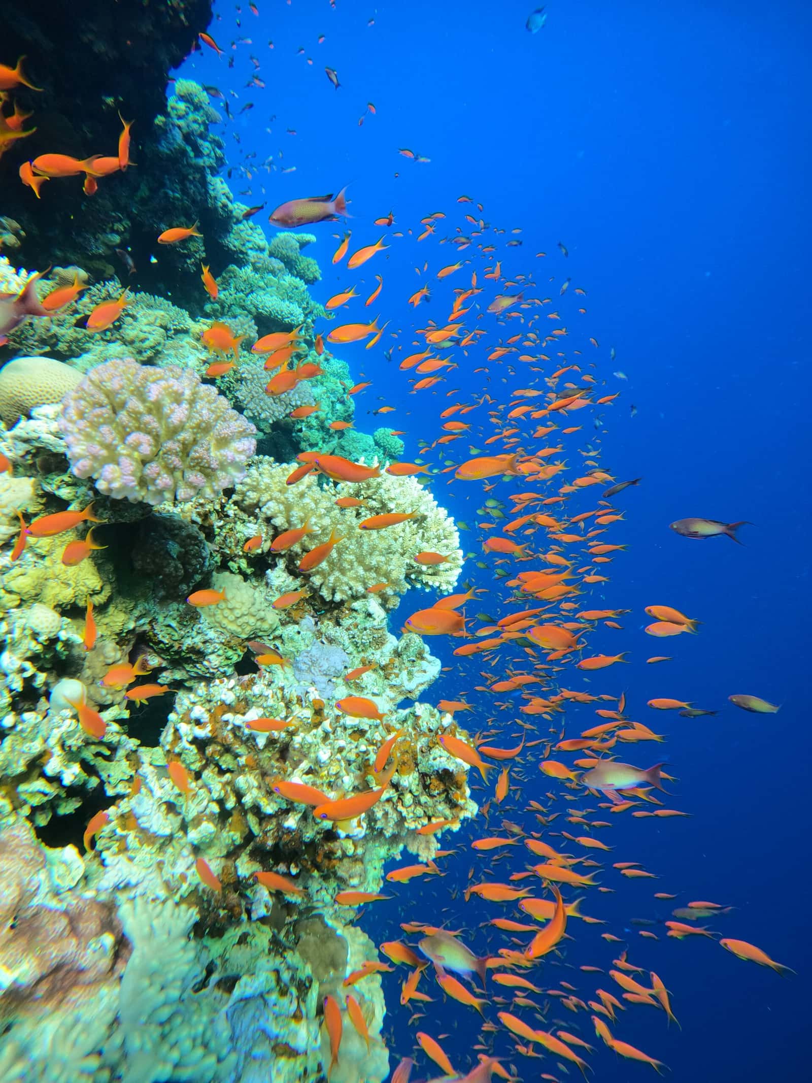 Ocean Harmony
