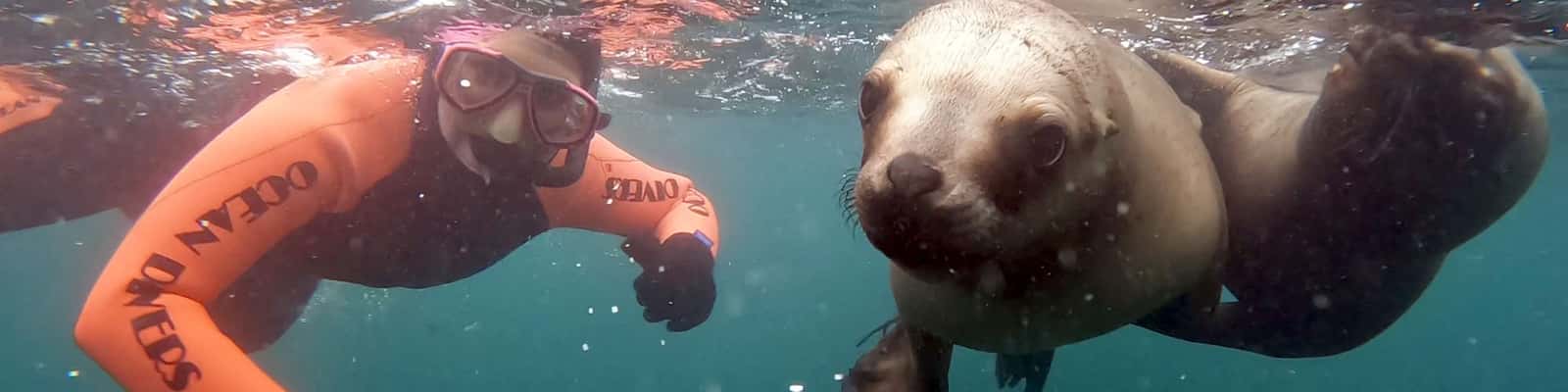 Ocean Divers — photo 1
