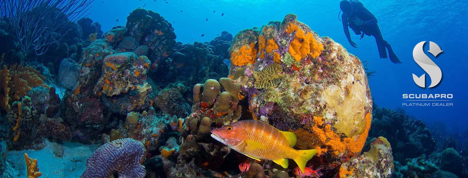 Ocean Extreme Dive and Travel Center — photo 1