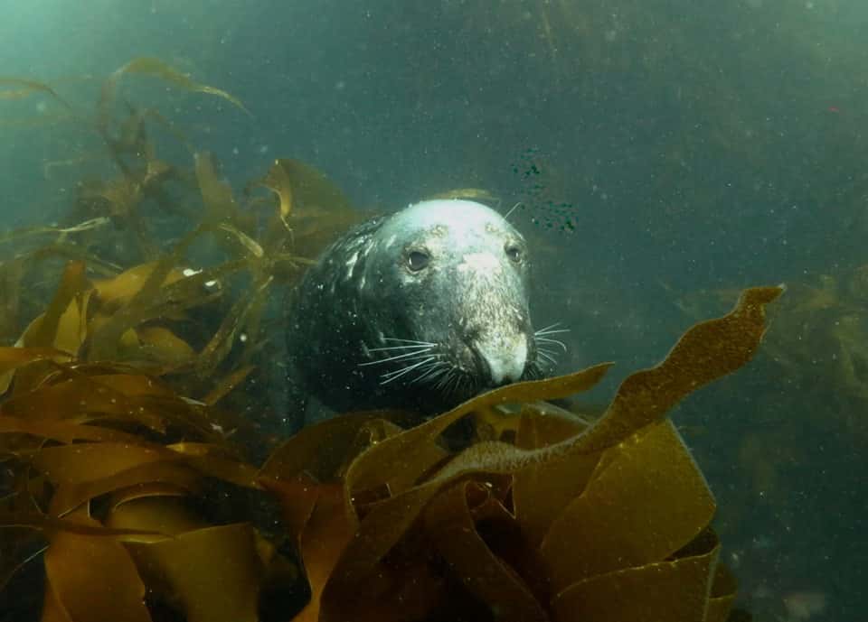 Plymouth Sound Divers — photo 3