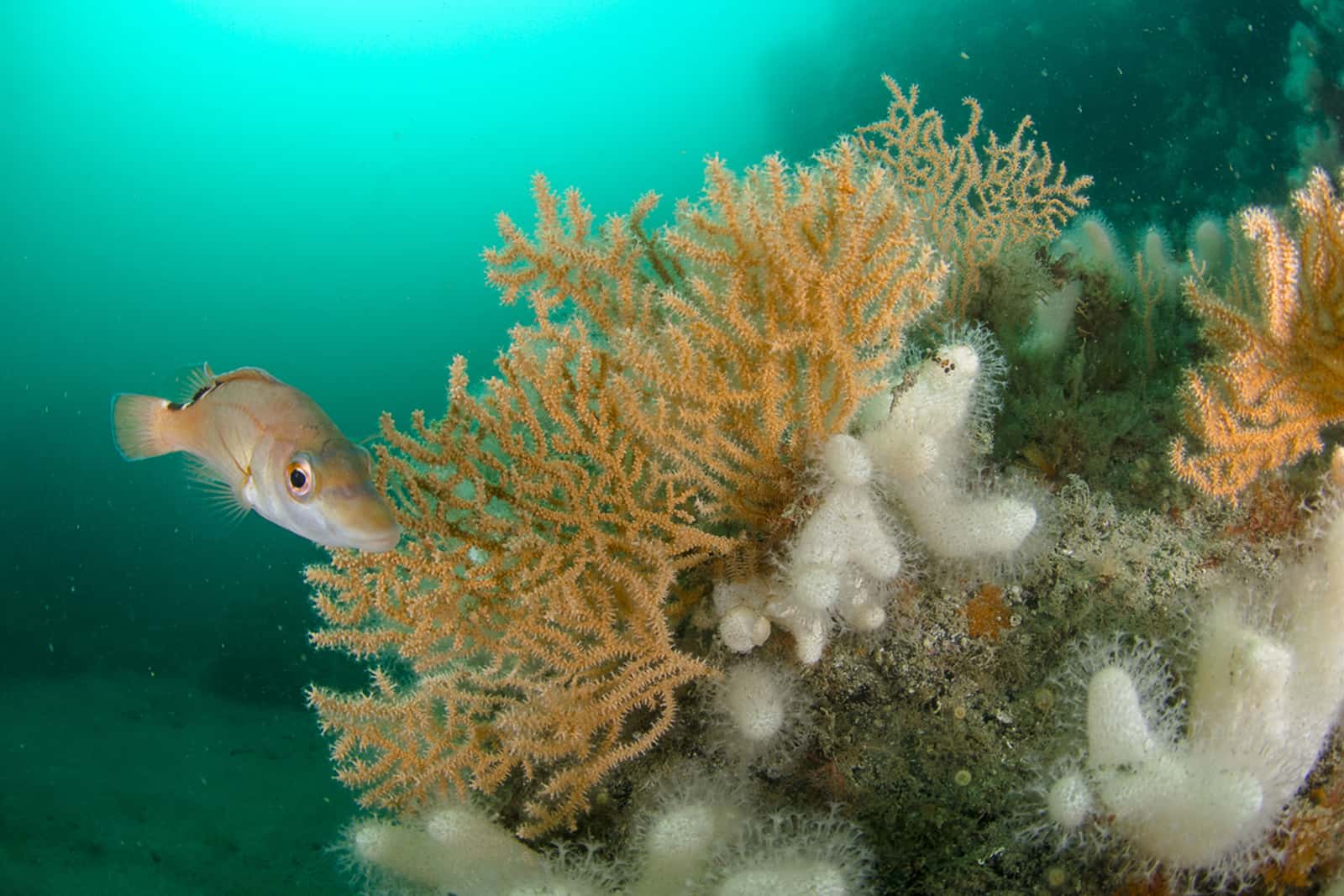 Porthkerris Divers — photo 5