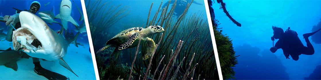 Queiroz Diver — photo 1
