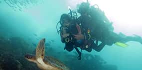 Queiroz Diver — photo 4