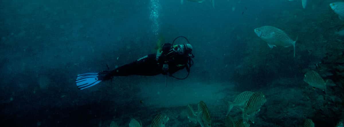 Safari Diving — photo 2