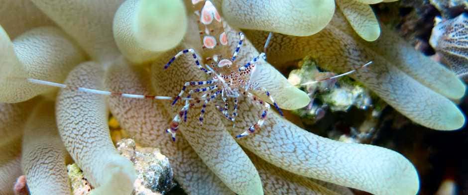 Scuba XOC Dive Center — photo 2