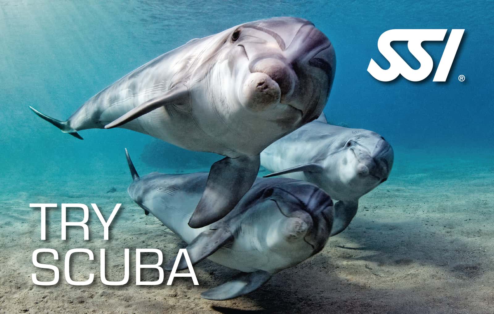 Scubazores Divers