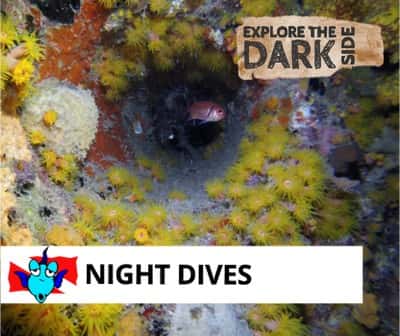 The Dive Bus — photo 4