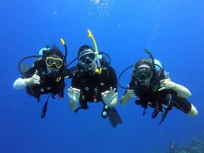 The Dive Bus