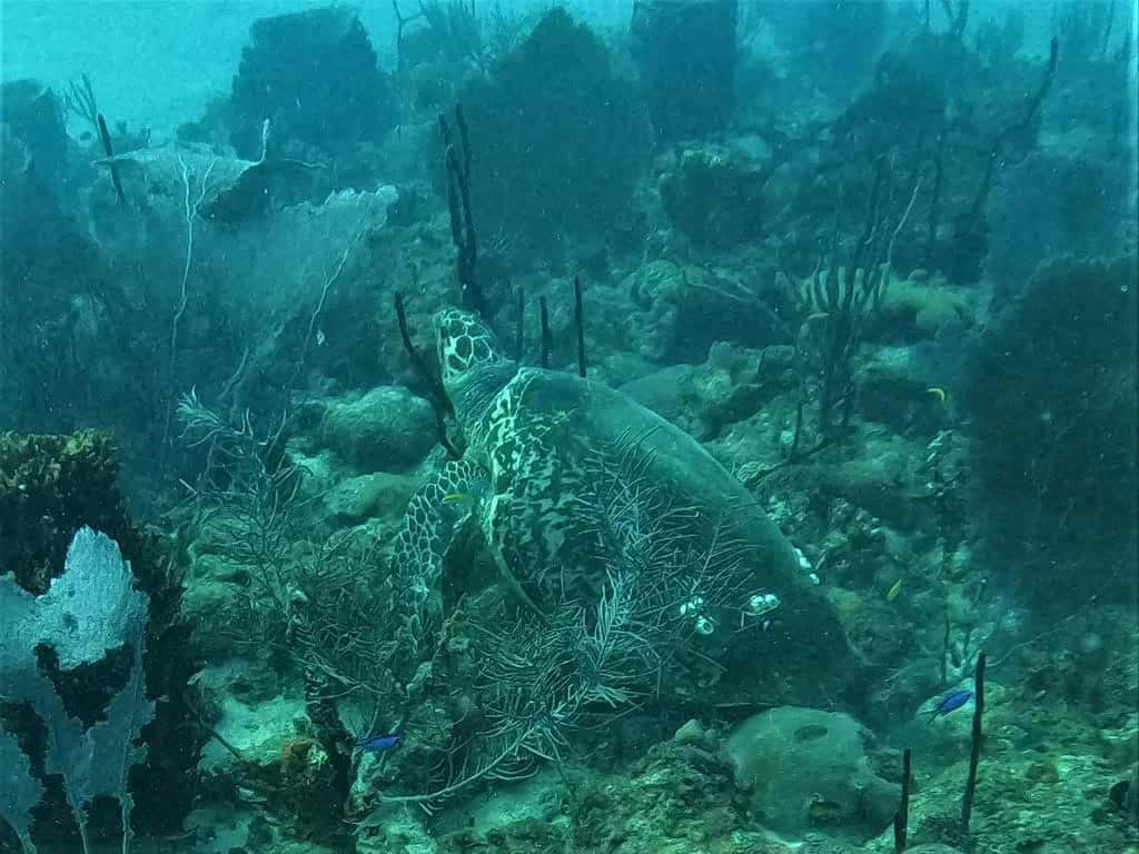 Tropical Sea Divers