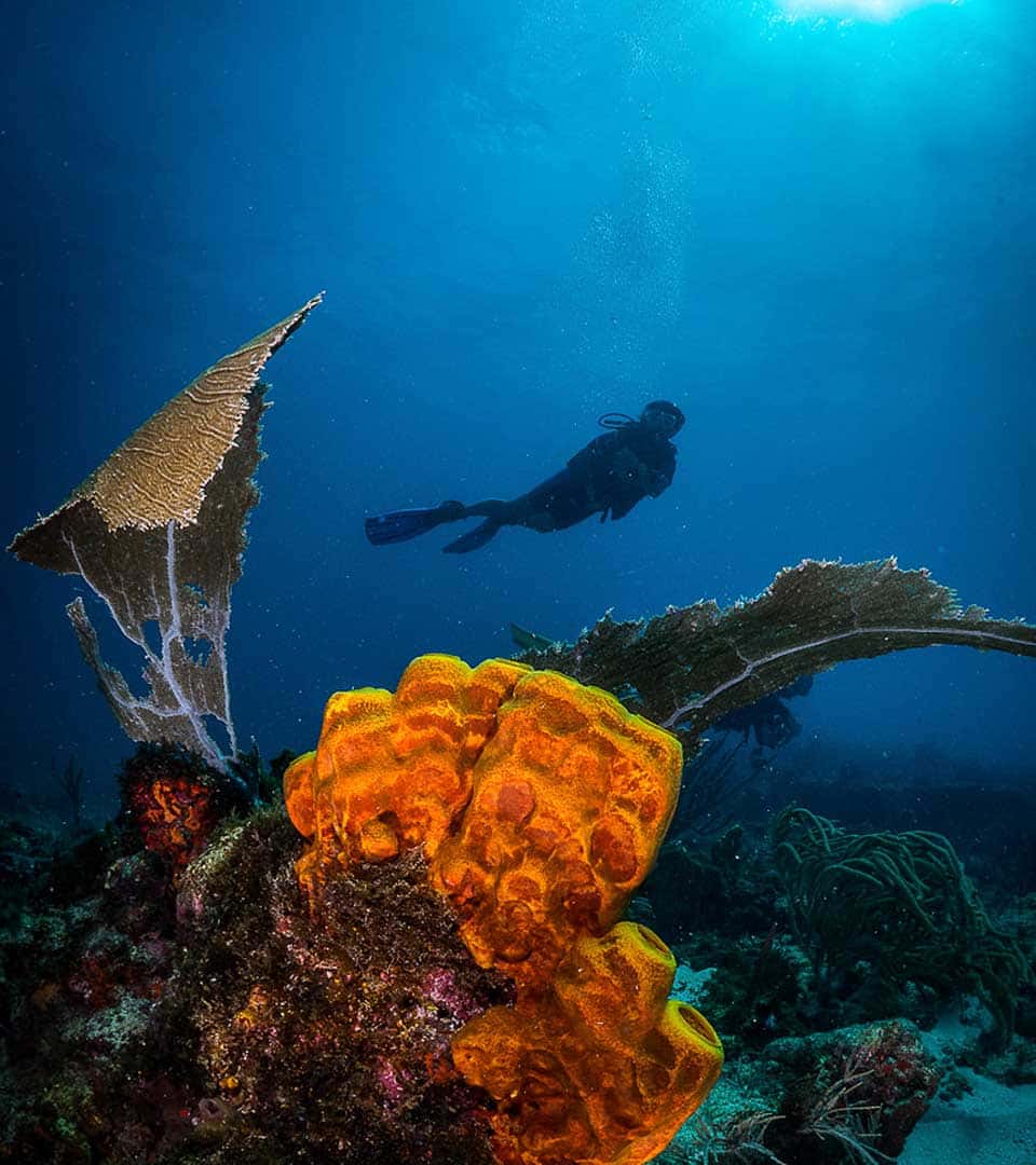 Undersea Tobago