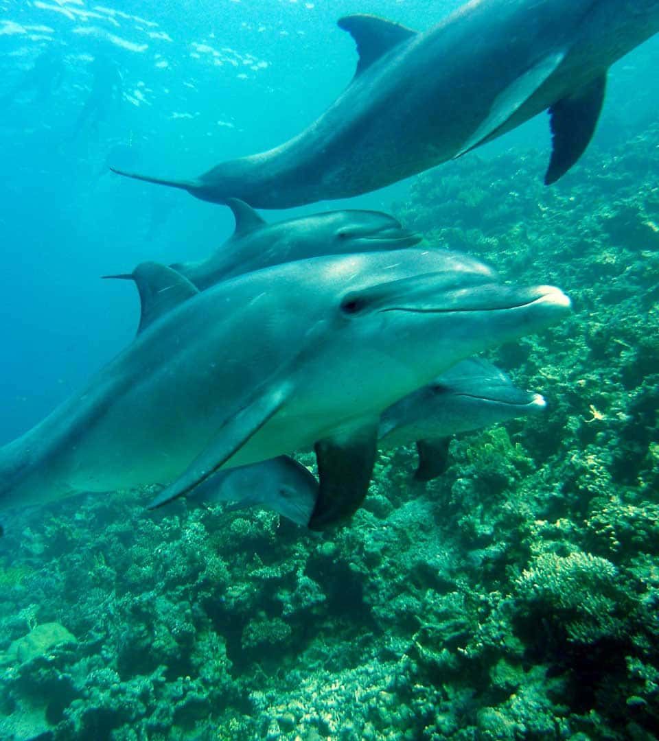 Undersea Tobago — photo 3