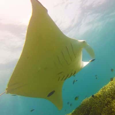 Undersea Tobago — photo 2