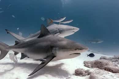 Xico Dive Center — photo 3