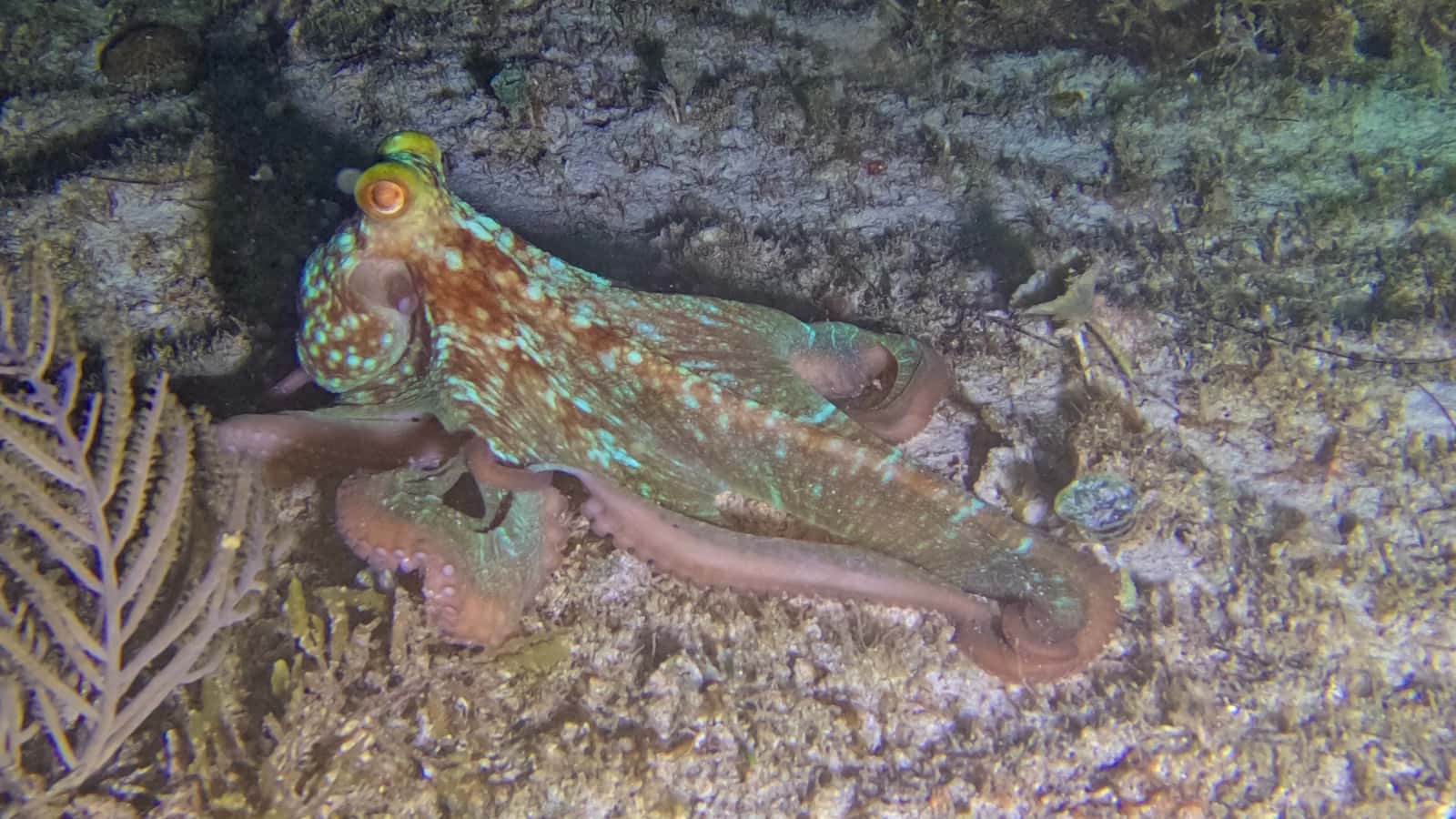 Xico Dive Center — photo 4