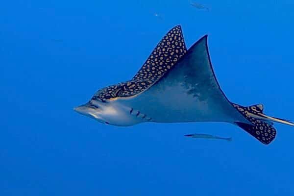 Xico Dive Center — photo 2