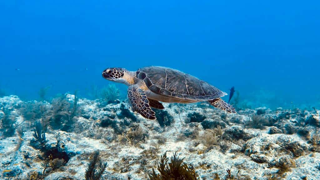 Florida Blue Divers