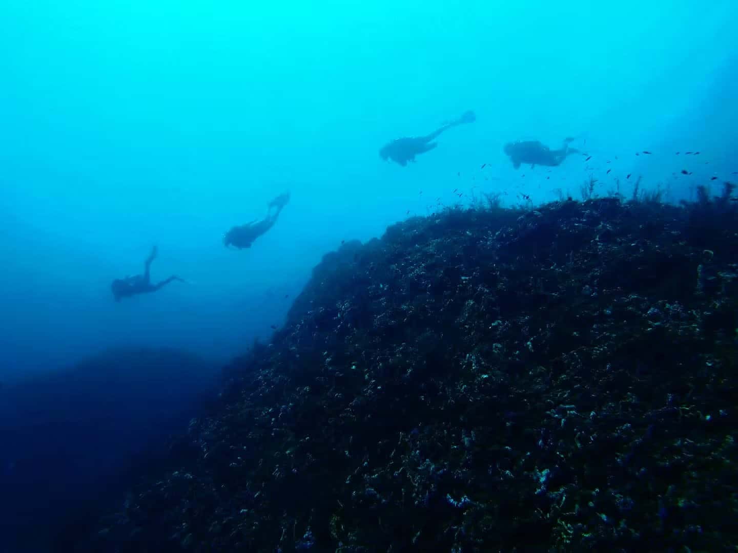 Panama Dive School — photo 3