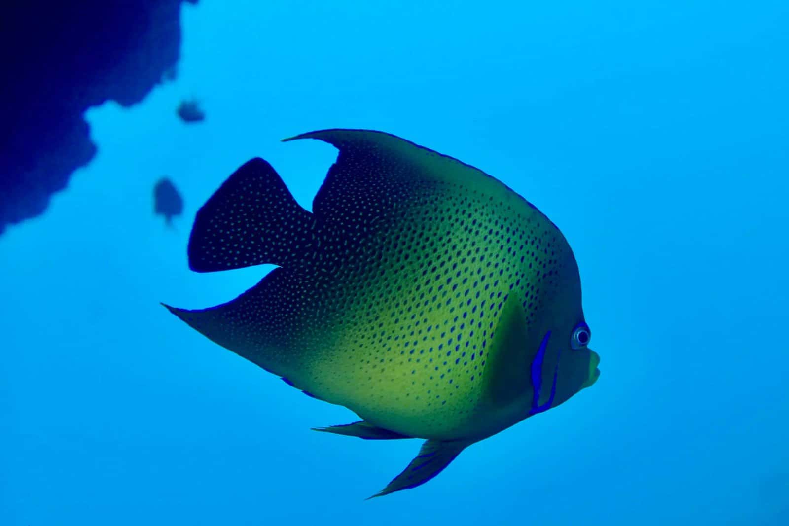 Reef Encounters Texas