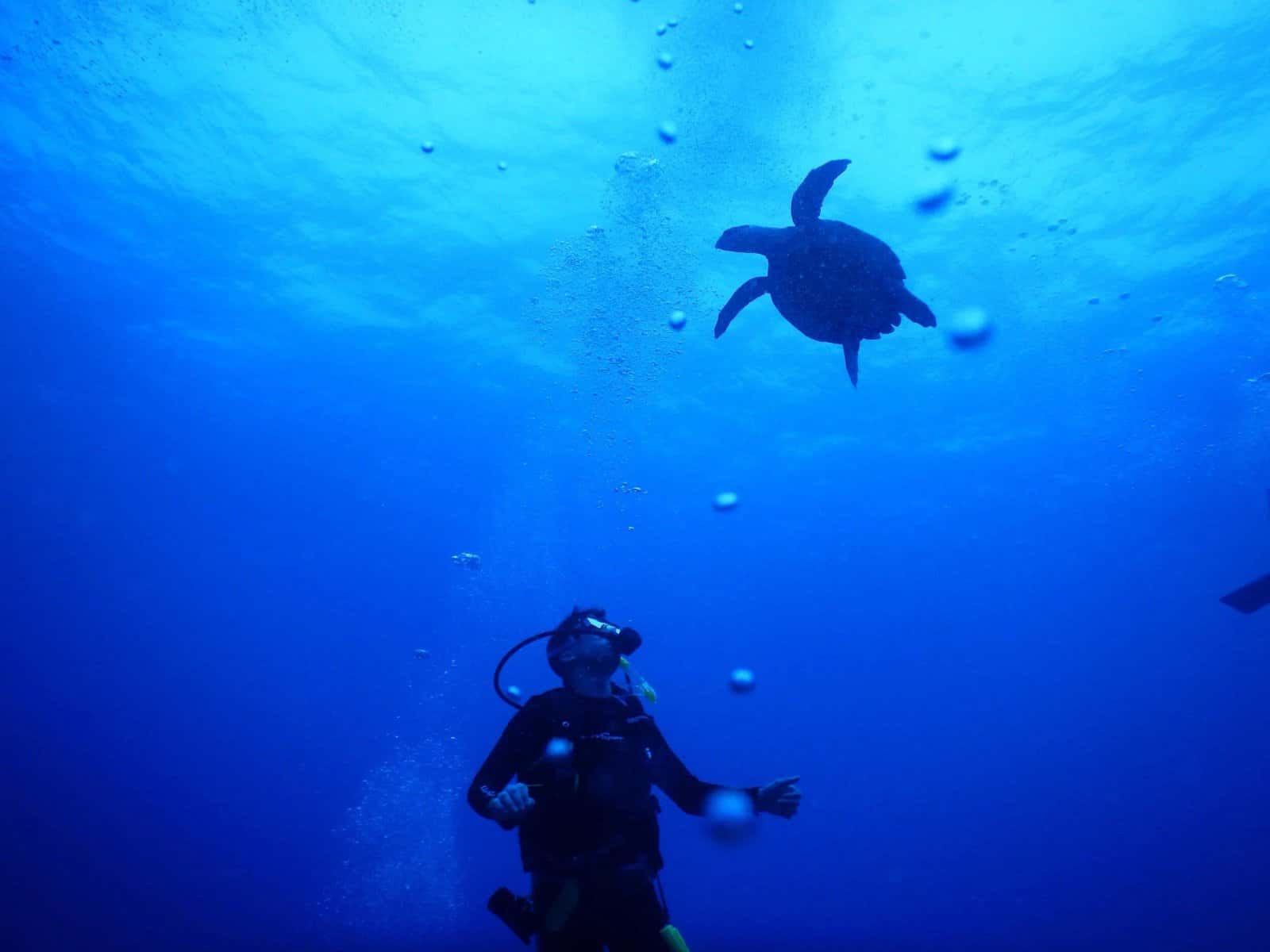 Dive Georgia