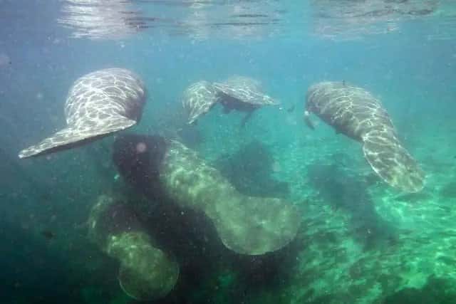 Crystal River Kayak Company & Dive Center — photo 3