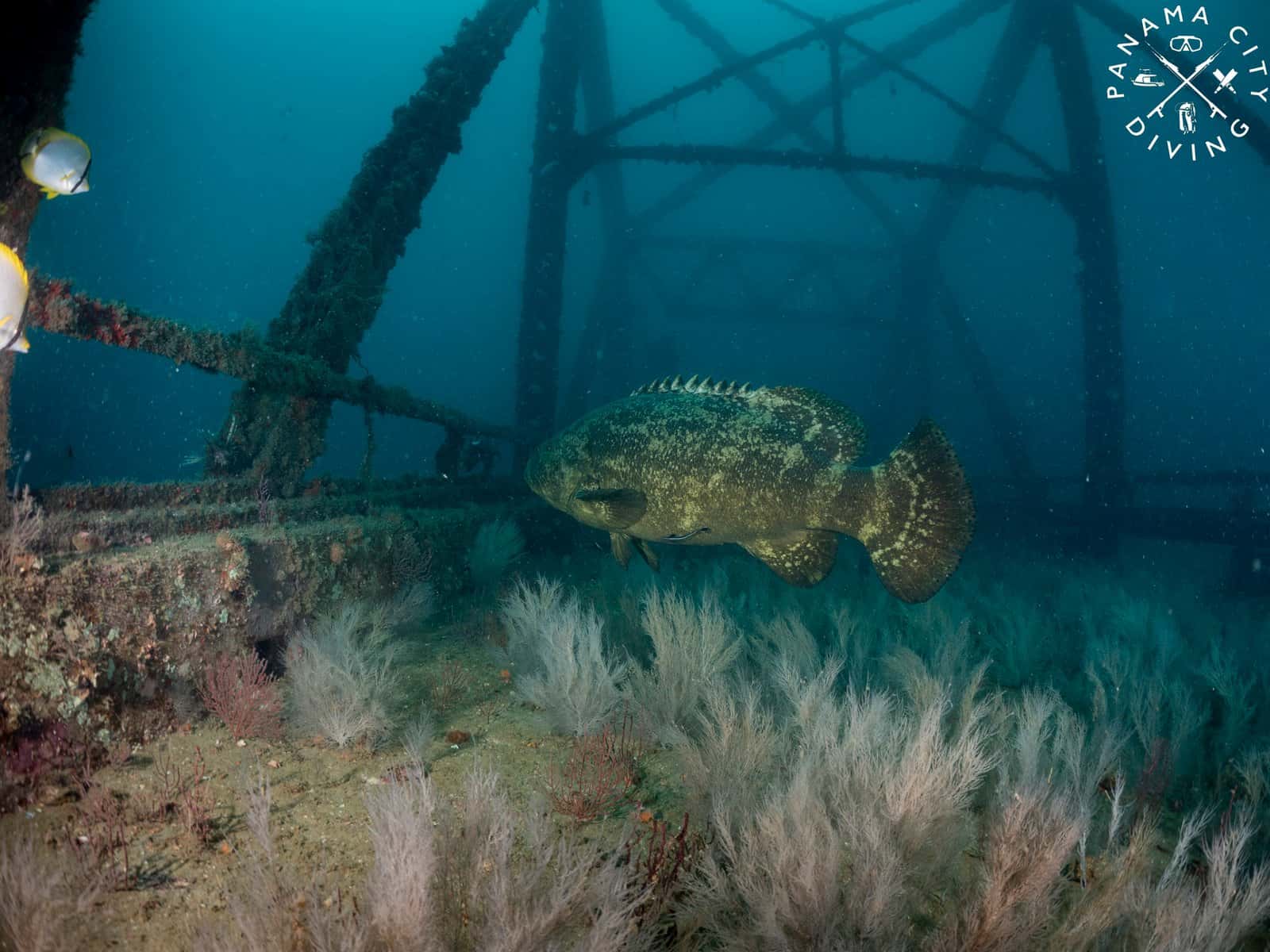 Panama City Diving — photo 2