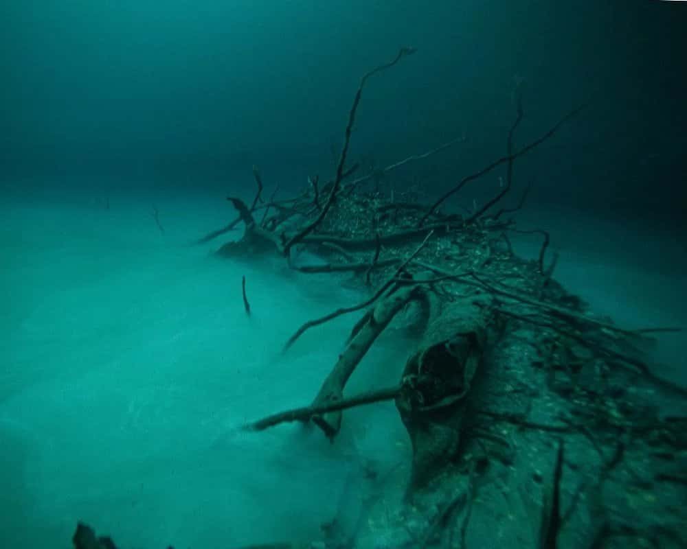 The Cenote Guy — photo 4
