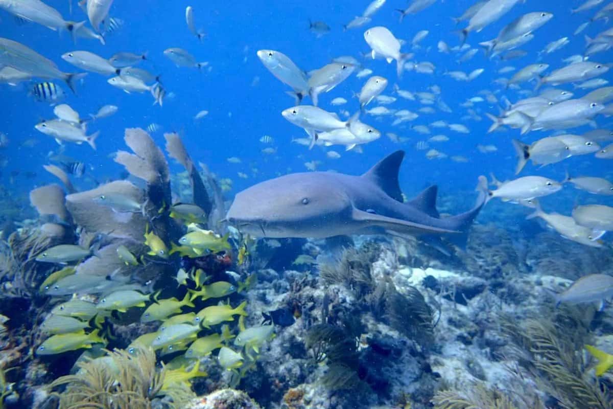 Sea Dwellers Dive Center