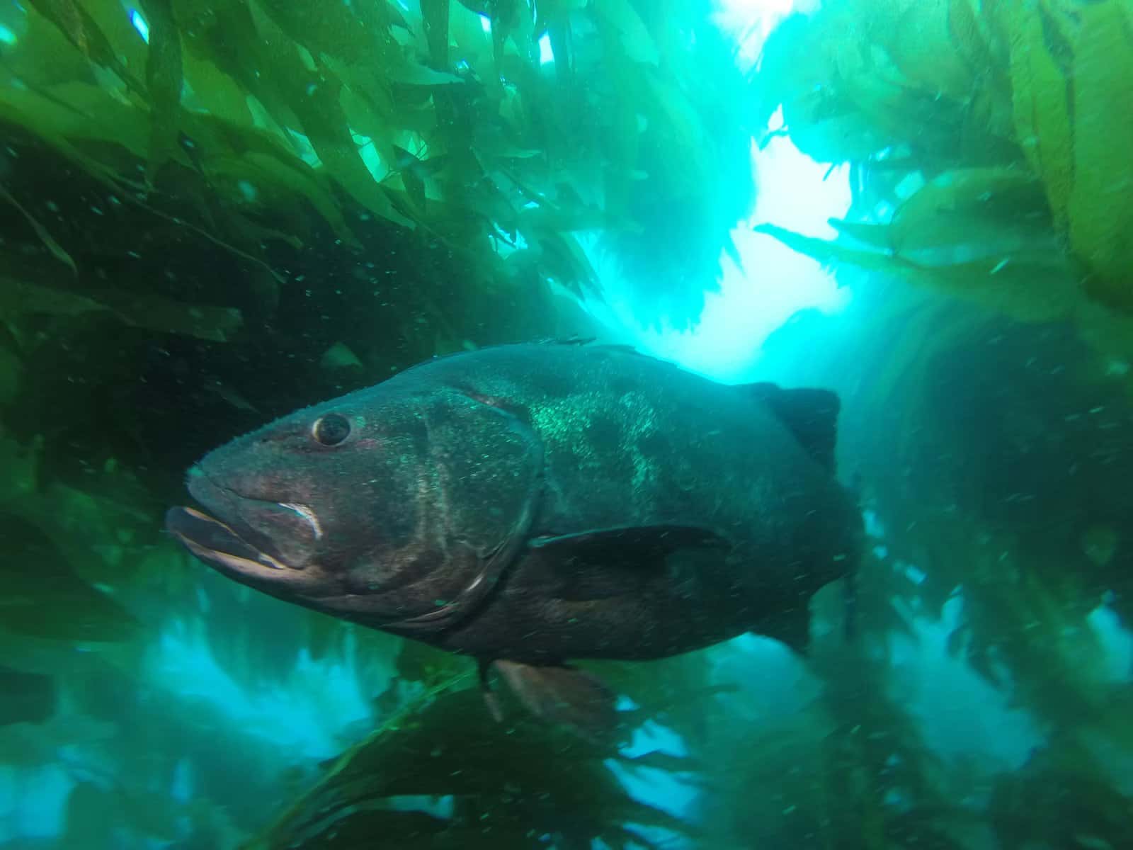 Catalina Divers Supply