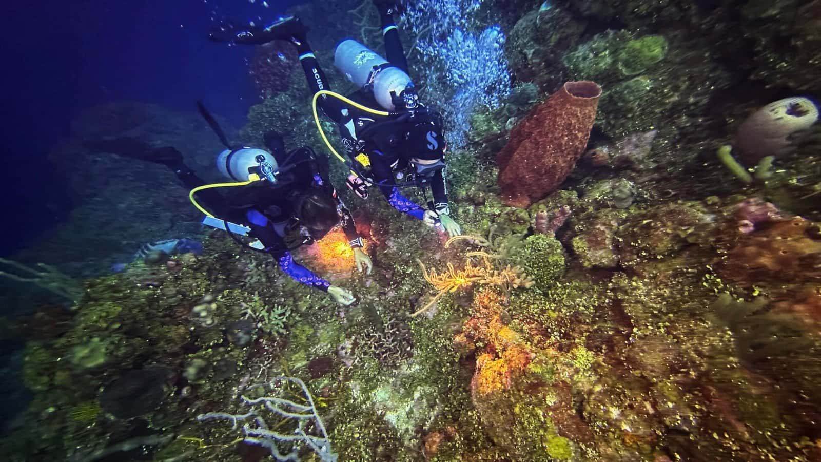 Octopus Dive School — photo 2
