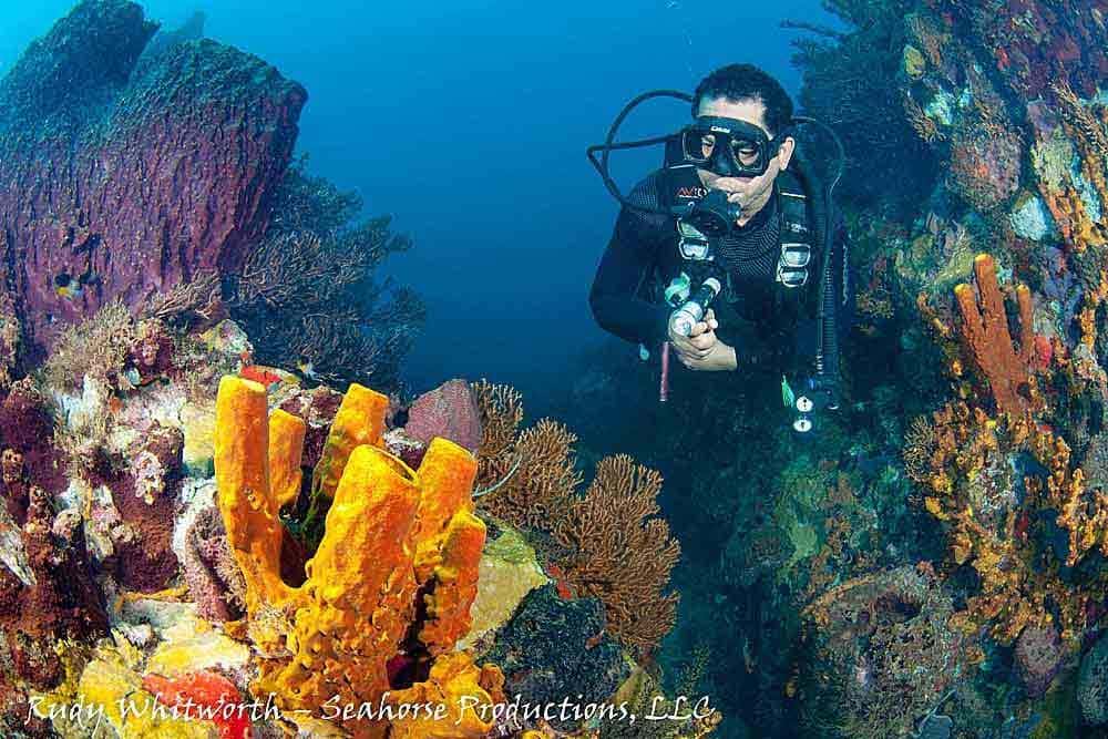 Dive Dominica — photo 5