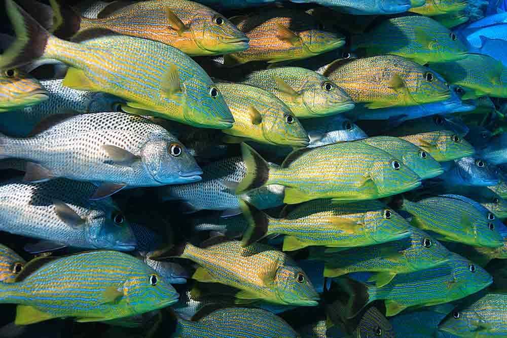 Dive Dominica