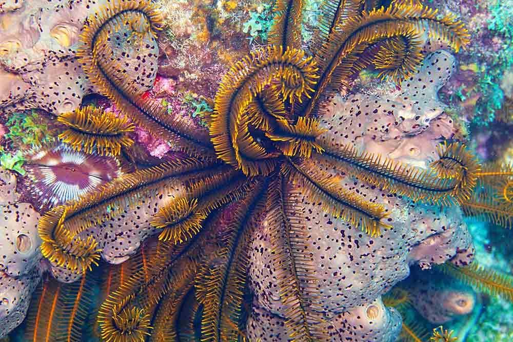 Dive Dominica — photo 4