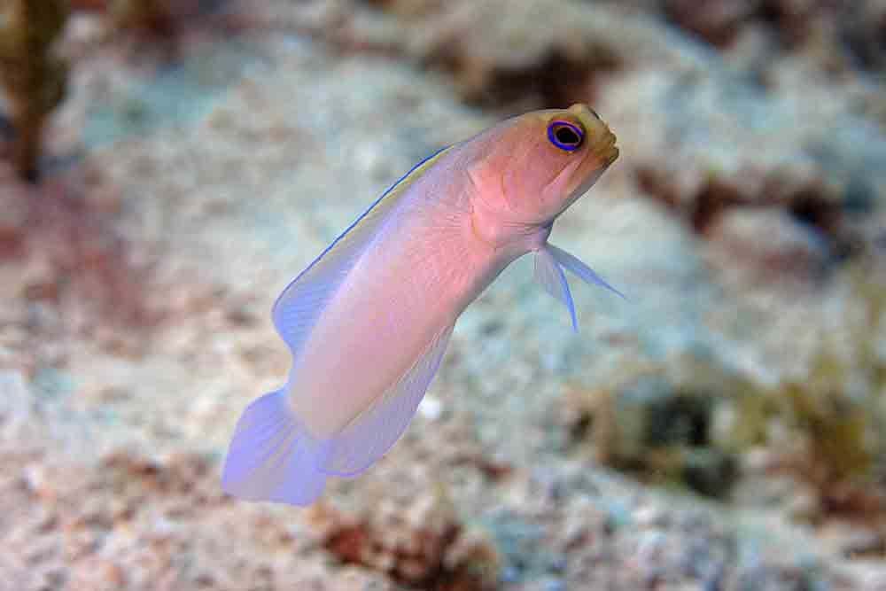 Dive Dominica — photo 2